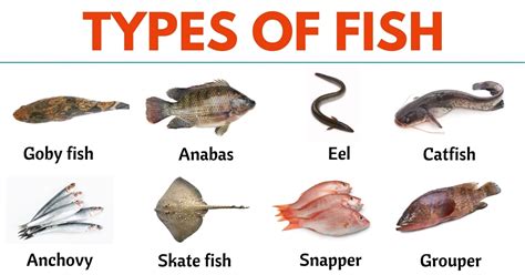 different kinds of fish|79 Types of Fish from All Around the World .